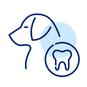 Veterinary Dentist in India